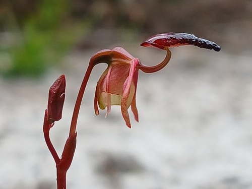 Image of Caleana nigrita by (c) Leon Perrie, some rights reserved (CC BY)