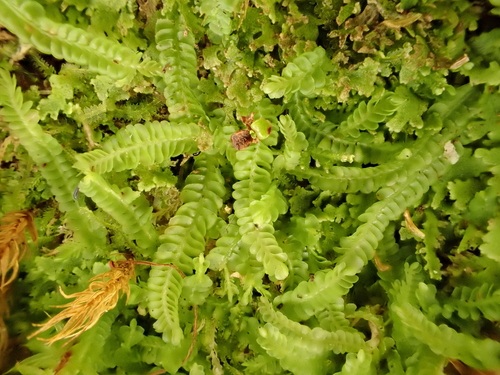 Odontoschisma denudatum