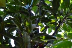 Herpsilochmus longirostris