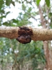 Phylloporia tabernaemontanae - Photo (c) sworboys, some rights reserved (CC BY-NC), uploaded by sworboys