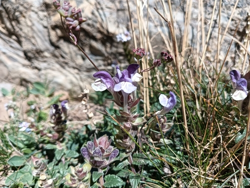 Image of Scutellaria alpina by no rights reserved