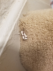 Euerythra phasma