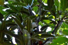 Herpsilochmus longirostris