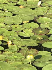 Nuphar variegata