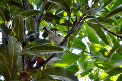 Herpsilochmus longirostris