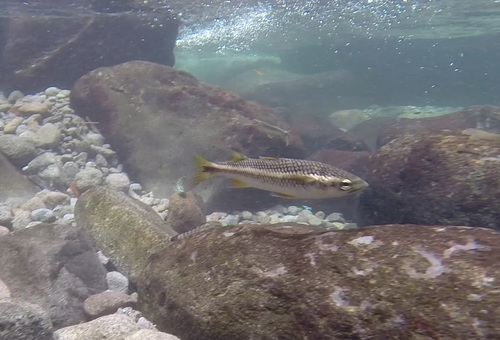 Mountain Mullet