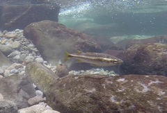 Mountain Mullet photo 5