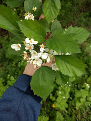 Crataegus holmesiana