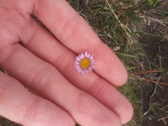 Erigeron borealis