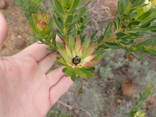 Image of Leucadendron stelligerum by (c) Eugene Hahndiek, some rights reserved (CC BY-SA)