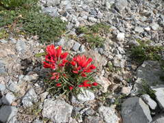 Castilleja bella