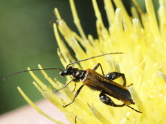 Oedemera femorata