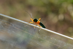 Paryphes