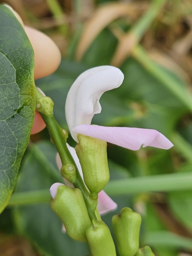 Canavalia cathartica
