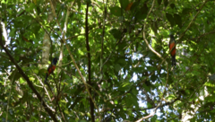Trogon curucui