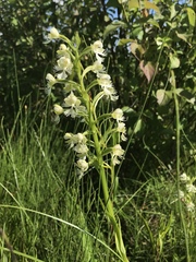 Platanthera leucophaea