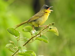 Geothlypis poliocephala