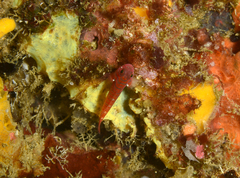 Lighthouse Atom Goby photo 3