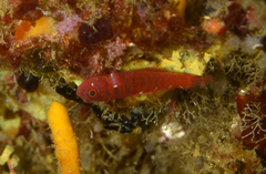 Lighthouse Atom Goby photo 2