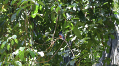 Trogon curucui