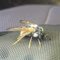 Cimbicidae