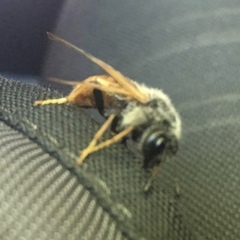Cimbicidae