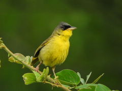 Geothlypis poliocephala