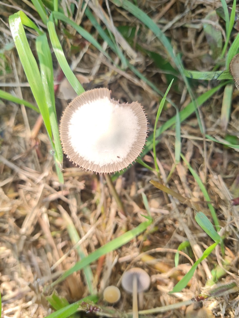 Psathyrella pseudocorrugis