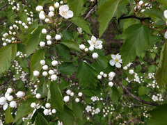 Crataegus pruinosa