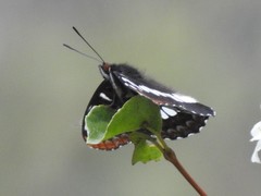 Limenitis lorquini burrisoni