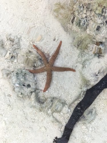 New Caledonian Sea Star