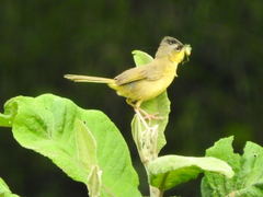 Geothlypis poliocephala
