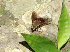 Epalpus