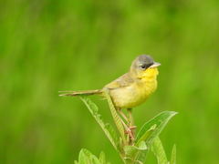 Geothlypis poliocephala