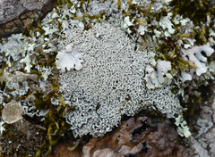 Cladonia strepsilis