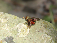 Epalpus