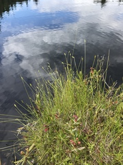 Carex leptalea pacifica