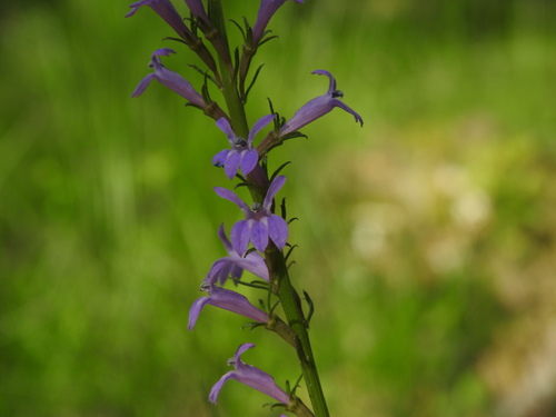 Image of Acrid lobelia by (c) Yves Bas, some rights reserved (CC BY)