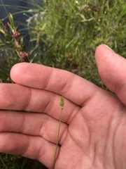 Carex leptalea pacifica