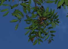 Alectryon ramiflorus, photograph (c) Greg Tasney, some rights reserved (CC BY-SA)