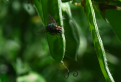 Eudasyphora cyanella