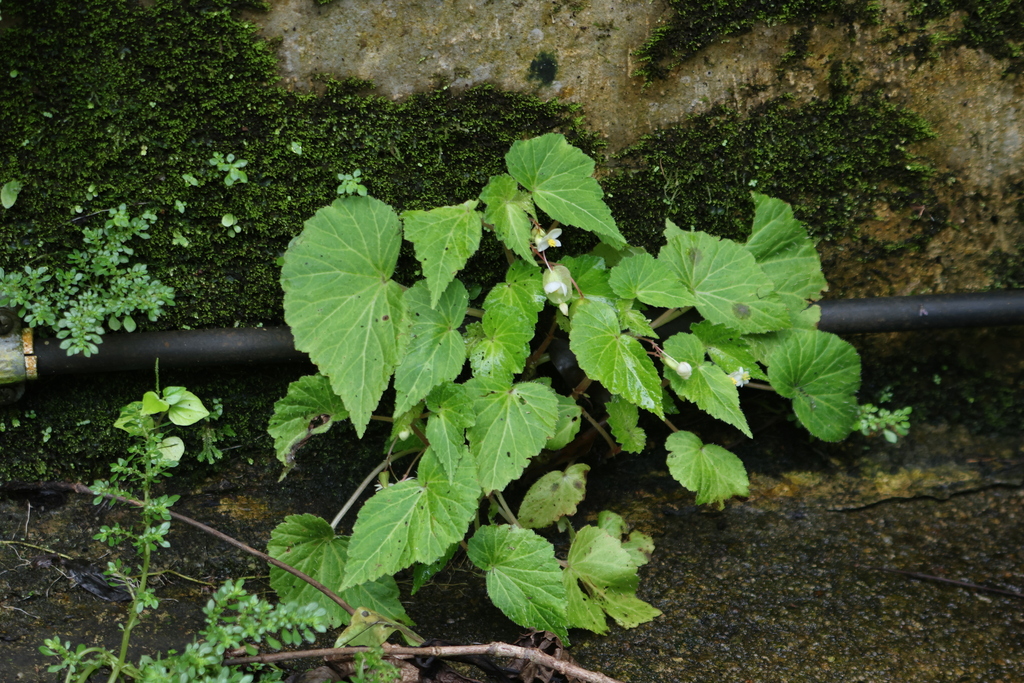 Begonia wallichiana; photograph (c) 林正文, some rights reserved (CC BY)