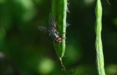 Eudasyphora cyanella