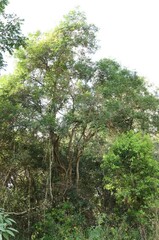 Alectryon ramiflorus, photograph (c) Greg Tasney, some rights reserved (CC BY-SA)
