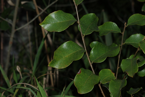Image of Leichardt's Ironbark (Bridelia leichhardtii) by (c) Greg Tasney, some rights reserved (CC BY-SA)