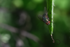 Eudasyphora cyanella