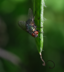 Eudasyphora cyanella