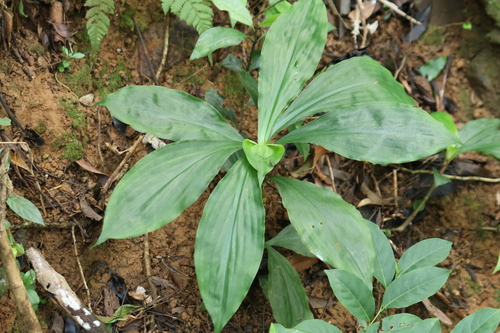 Amischotolype hispida, photograph 6