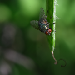 Eudasyphora cyanella
