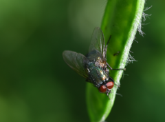 Eudasyphora cyanella